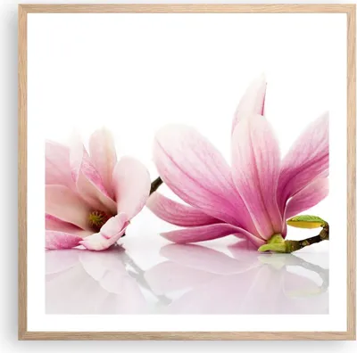 Produktbild von Gerahmtes Poster - Rahmen in heller Eiche - Magnolie blume natur pflanze - 60x60 cm - Wand Bild - Wanddeko - Wandbilder - Wandposter - Bilderrahmen - Bilder - Kunstdruck - Wandbild - P2NAC60x60-2641