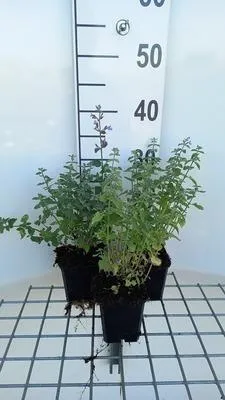 Zdjęcie produktu dla 6 x Nepeta faas. 'Dropmore' - Kocimiętka - Doniczka 9 x 9 cm