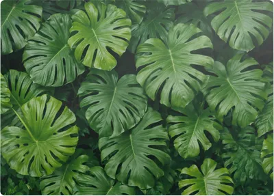 Produktbild von Monstera-Blätter – Bodenschutzmatte – Stuhlunterlage 140x100 cm – Rutschfest – Hartbodenmatte