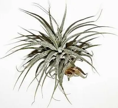 Produktbild von 3 Stück Tillandsia kammii, Tillandsien für Terrarien, Aufsitzerpflanzen