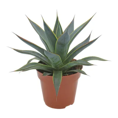 Produktbild von Agave 'Mediterrane' Zimmerpflanze, 20cm hoch, Topf 12cm, rot umrandete Blätter