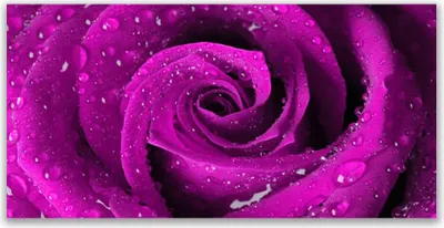 Produktbild von Tulup Leinwand-Bilder 140x70 Wandbild Canvas Kunstdruck Rose Pflanzen
