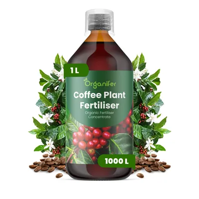Produktbild von Kaffeepflanzen Flüssigdünger 1L – 2-1-8 NPK – Flüssigdünger Zimmerpflanzen – Für Blätter, Üppige Blüte & Fruchtbildung – Organifer