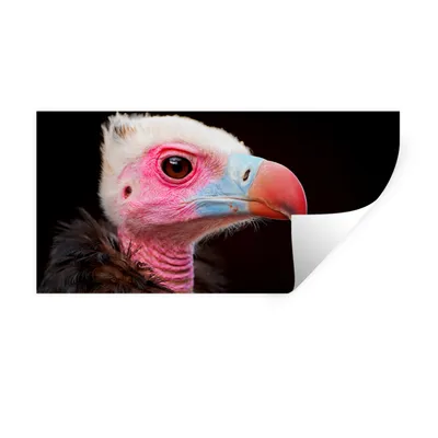 Produktbild von MuchoWow® Wandtattoo Wandsticker Wandaufkleber Geier - Vogel - Schnabel 40x20 cm Selbstklebend und Repositionierbar - Aufkleber