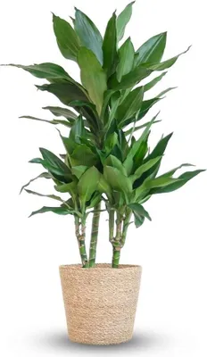Image de Green boutiQ - Plante d'intérieur - Dracaena Janet Craig - Vert - Peu d'entretien - 1 plante - avec panier - Pot de 21 cm - Hauteur : 90 à 100 cm