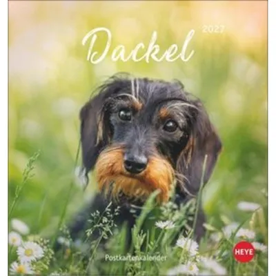 Produktbild von Dackel Postkartenkalender 2027