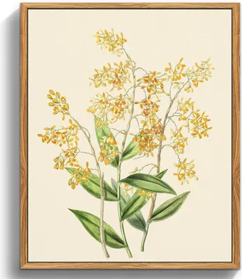 Produktbild von Vintage Botanische Leinwandbilder mit Holzrahmen - Gelbe Orchidee Bild 30x40cm