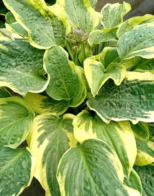 Produktbild von Funkie orange Marmalade Hosta cultorum winterharte Staude