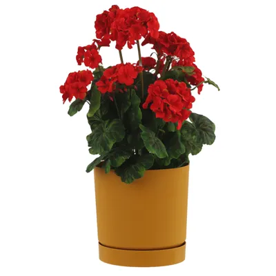 Produktbild von Blumentopf mit Untersetzer Ø23,9 cm Höhe 23,1 cm Rund Matt Modern Glatt Modisch Farbe Gelb-stilvolle und langlebige Inner-heimdekoration Gehäuse