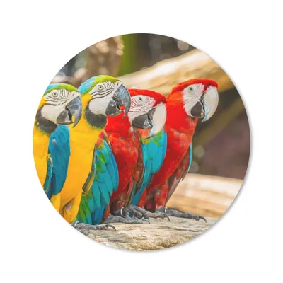 Produktbild von MuchoWow® Mauspad Mousepad Vögel - Papagei - Tropisch - Natur 40x40 cm - Mousepads - Maus Mat - Pad - Mausunterlage - Schreibtisch Accessoires