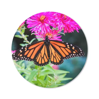 Produktbild von MuchoWow® Mauspad Mousepad Schmetterling - Botanisch - Blume 20x20 cm - Mousepads - Maus Mat - Pad - Mausunterlage - Schreibtischmatte