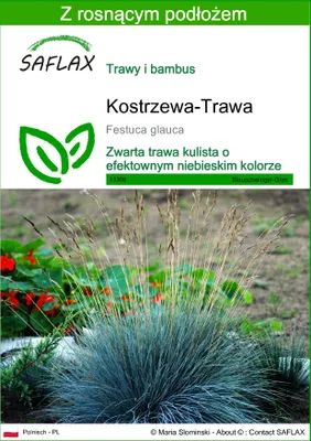 Zdjęcie produktu dla SAFLAX - Kostrzewa-Trawa - 50 Nasiona - Z podłożem uprawowym wolnym od zarazków - Festuca glauca