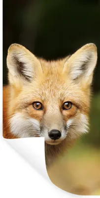 Produktbild von MuchoWow® Wandtattoo Wandsticker Wandaufkleber Fuchs - Welpe - Porträt 20x40 cm Selbstklebend und Repositionierbar - Selbstklebend - Fototapeten