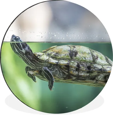 Produktbild von MuchoWow® Aluminium Wandkreis Nahaufnahme einer Schildkröte Ø 90 cm Wanddeko Modern Wohnzimmer - Mauerkreis - Wandbilder - Runde Bild - Bild aus Aluminium - Schlafzimmer - Wohnzimmerdekoration - Wand Dekoration