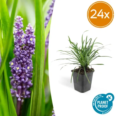 Immagine prodotto di Liriope muscari 'Big Blue' | 24 pezzi - 10-25cm - Ø9cm - Pianta da giardino