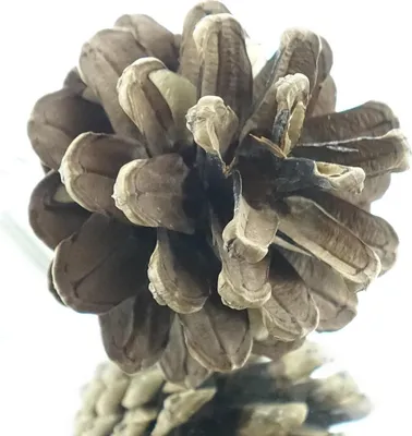 Produktbild von nature trends Schwarzkiefer-Zapfen Natur ca. Ø 5,5 cm