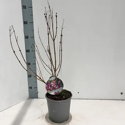 Image de Syringa meyeri Flowerfesta® Purple (« Anny200809 » PBR) - Lilas noble | 40-50 cm en pot