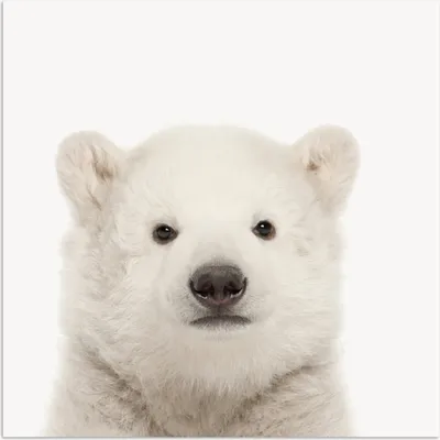 Produktbild von MuchoWow® Poster Eisbär - Tiere - Weiß - Kinder - Jungen - Mädchen 75x75 cm - Wand Dekoration