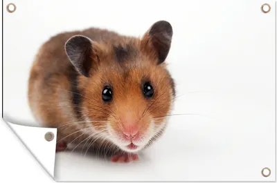 Produktbild von MuchoWow® 60x40 cm Outdoor-Poster Gartendeko Sichtschutz Garten Poster für den Garten  Neugieriger Hamster