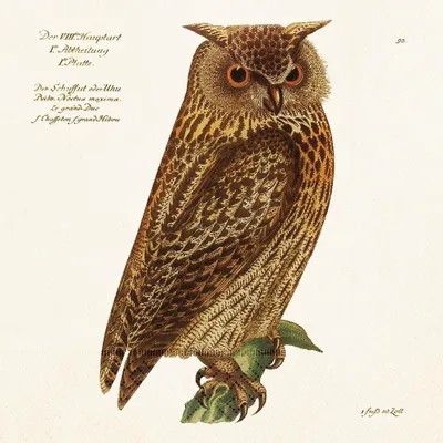 Produktbild von Papiertuch "Waldtiere", Motiv: Eule
