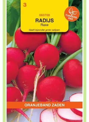 Zdjęcie produktu dla Oranjeband Radies Raxe - 1 opakowanie nasion