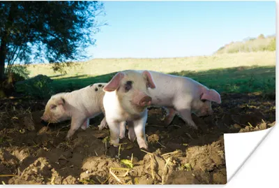 Produktbild von MuchoWow® Poster Schweine - Tiere - Landschaft 60x40 cm - Schlafzimmerdekoration