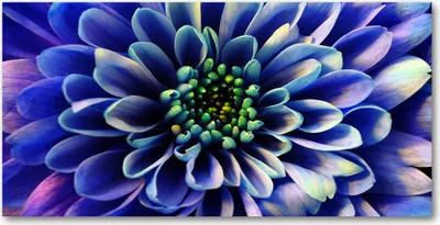Produktbild von Tulup Glas-Bild -140x70- Wandkunst Dekorative Wand für Küche & Wohnzimmer - Blumen & Pflanzen - Aster - Blau