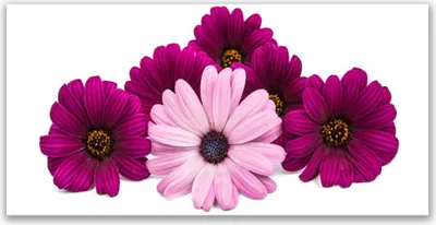 Produktbild von Tulup Leinwand-Bilder 120x60 Wandbild Canvas Kunstdruck Blumen Pflanzen