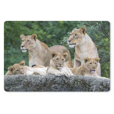 Produktbild von MuchoWow® Mauspad Mousepad Löwen - Tiere - Jungtiere 27x18 cm - Mousepads - Maus Mat - Pad - Mausunterlage - Büroartikel - Desk Matten