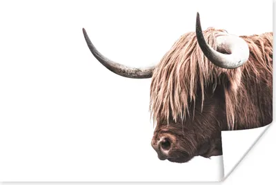 Produktbild von MuchoWow® Poster Schottischer Highlander - Tier - Weiß 90x60 cm - Schlafzimmer