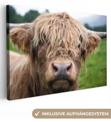 Produktbild von OneMillionCanvasses® - Leinwandbilder - 150x100 cm, Schottische Hochlandrind - Gras - Wald, Wandbilder Kunstdruck Wanddekoration
