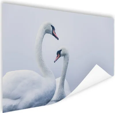 Produktbild von MuchoWow® Poster Schwäne - Vogel - Weiß 60x40 cm - Schlafzimmerdekoration
