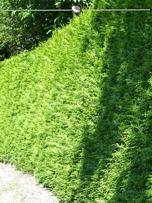 Produktbild von Lebensbaum Thuja Brabant 180-200 cm im Topf, 8x Heckenpflanze