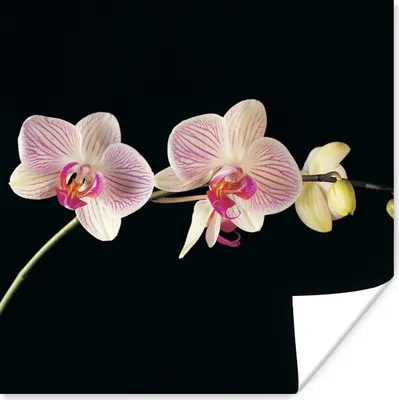 Produktbild von MuchoWow® Poster Orchidee - Blumen - Schwarz - Rosa - Knöpfe 50x50 cm - Wohnzimmerdekoration