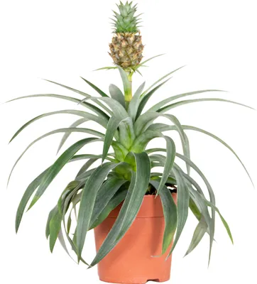 Produktbild von Bloomique - Ananas Comosus - Ananas Pflanze - Bromelien - Zimmerpflanzen - Luftreinigend - Höhe 30-40 cm - Topf 12 cm