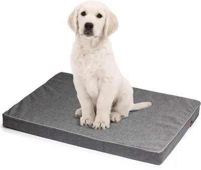 A white puppy sits on a gray dog bed against a white background.