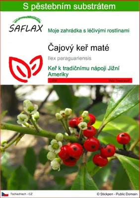 Obrázek produktu pro SAFLAX - Čajový keř maté - Ilex paraguariensis - 10 Semena - S pěstebním substrátem bez klíčků
