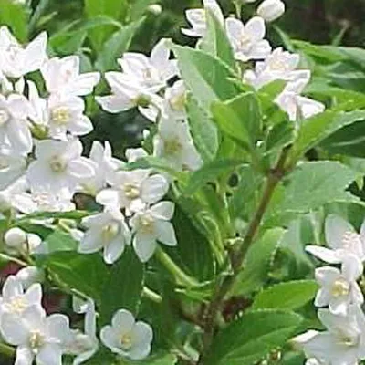Obrázok produktu pre 2 x hviezdicový ker - Deutzia gracilis | 30-40 cm v nádobe