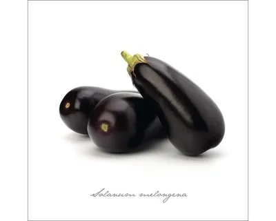 Produktbild von Glasbild Aubergine GLA399 30x30 cm