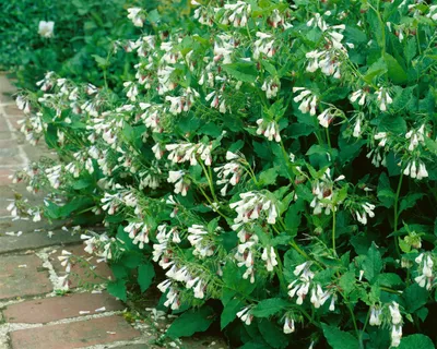 Produktbild von Symphytum grandiflorum 'Hidcote Pink', Beinwell, rosa, ca. 9x9 cm Topf