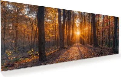 Produktbild von Glasbild 100x40cm in XXL für Wohnzimmer, Schlafzimmer Motiv Sonnenuntergang Wald