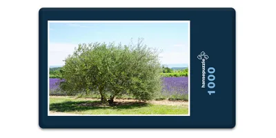 Produktbild von hansepuzzle 16414 - Olivenbaum und Lavendel Puzzle, 1000 Teile, Natur, 60,0 x 46,0cm mit hochwertiger Aufbewahrung, Kartonbox & Beutel