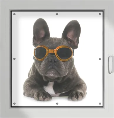 Produktbild von Wallario Lichtschutzbild, Dekorativer Sichtschutz Sonnenschutz 96 x 100 cm mit Motiv: Cooler Hund mit Sonnenbrille in orange - Französische Bulldogge - Verdunklung ohne Bohren