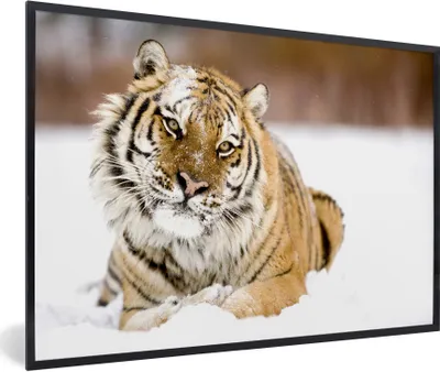 Produktbild von MuchoWow® Gerahmtes Poster Tiger - Schnee - Weiß 30x20 cm - Poster mit Schwarzem Bilderrahmen Wandposter Rahmen Foto Bilder - Kunstdruck - Bild-Poster