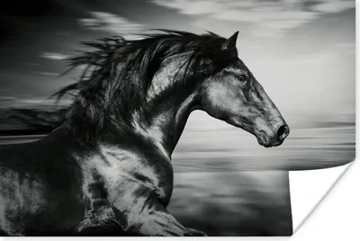 Produktbild von MuchoWow® Poster Pferd - Tiere - Schwarz - Weiß 180x120 cm - Fotoplakat