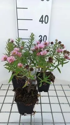Productafbeelding van 6 x Aster (herfstaster) 'Harrington's Pink' - in pot van 9 x 9 cm