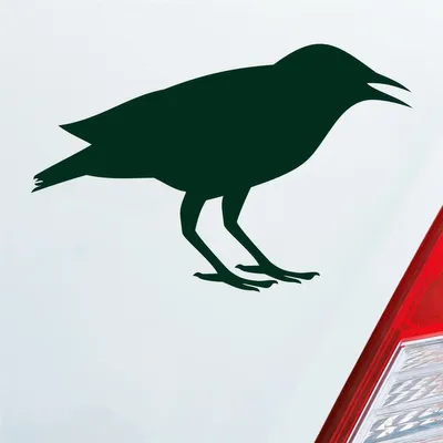 Produktbild von Auto Aufkleber Rabe Vogel Bird Vogelfreund 15x10 cm Dunkelgrün Sticker Heckscheibenaufkleber