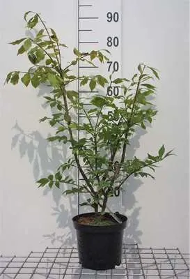 Produktbild von Euonymus alatus - Korkflügelstrauch 30- 40 cm Container