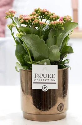 Obrázek produktu pro Kalanchoe Rosa v keramickém kvetináci o prumeru 12cm, výška 27cm - kvetoucí