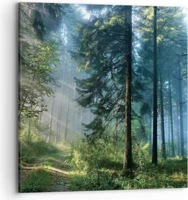 Produktbild von Bild auf Leinwand - Leinwandbild - Einteilig - Wald Dämmerung die Sonne - 70x70cm - Wand Bild - Wanddeko - Wandbilder - Leinwanddruck - Bilder - Wanddekoration - Leinwand bilder - AC70x70-4398